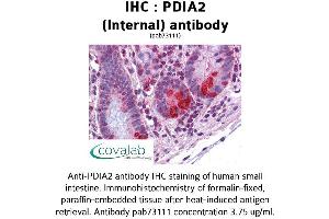 Image no. 2 for anti-Protein Disulfide Isomerase Family A, Member 2 (PDIA2) (Internal Region) antibody (ABIN1737941) (PDIA2 antibody  (Internal Region))