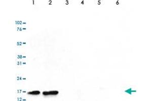 Western Blot (Cell lysate) analysis of (1) 25 ug whole cell extracts of HeLa cells, (2) 15 ug histone extracts of HeLa cells, (3) 1 ug of recombinant histone H2A, (4) 1 ug of recombinant histone H2B, (5) 1 ug of recombinant histone H3, and (6) 1 ug of recombinant histone H4. (HIST1H3A antibody  (acLys14))