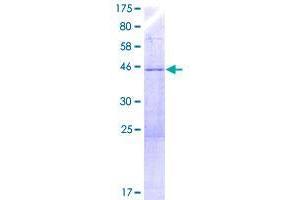 Image no. 1 for Yippee-Like 3 (YPEL3) (AA 1-201) protein (GST tag) (ABIN1325532) (YPEL3 Protein (AA 1-201) (GST tag))