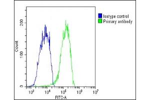 Overlay histogram showing HepG2 cells stained with (ABIN6244209 and ABIN6578833)(green line). (CHRNE antibody  (AA 409-443))