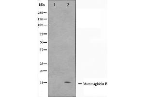 Western blot analysis on HepG2 cell lysate using Mammaglobin B Antibody. (SCGB2A1 antibody  (Internal Region))