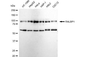 Western blotting analysis using RALBP1 antibody (ABIN7800126). (Recombinant RALBP1 antibody)