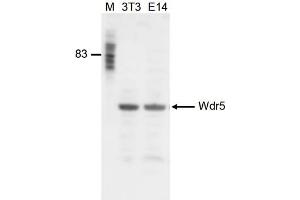 Western Blot of anti-Wdr5 antibody Western Blot results of Rabbit anti-Wdr5 antibody.