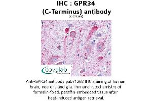 Image no. 1 for anti-G Protein-Coupled Receptor 34 (GPR34) (C-Term) antibody (ABIN1735065) (GPR34 antibody  (C-Term))