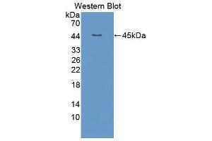 Western blot analysis of the recombinant protein. (FGF4 antibody  (AA 71-206))
