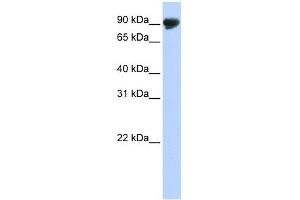 TMTC4 antibody used at 1 ug/ml to detect target protein.