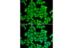 Immunofluorescence (IF) image for anti-Heterogeneous Nuclear Ribonucleoprotein A2/B1 (HNRNPA2B1) (AA 1-180) antibody (ABIN3021593)