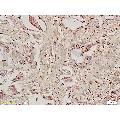 anti-Caspase 8 (CASP8) (AA 411-482) antibody