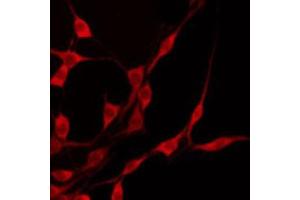 ABIN6274704 staining 293 by IF/ICC. (TRAF3IP3 antibody  (Internal Region))