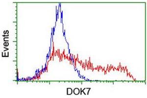 HEK293T cells transfected with either RC219267 overexpress plasmid (Red) or empty vector control plasmid (Blue) were immunostained by anti-DOK7 antibody (ABIN2455833), and then analyzed by flow cytometry. (DOK7 antibody)