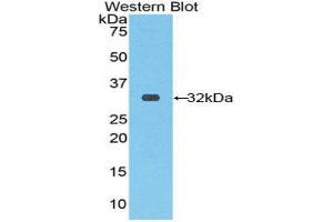 Western Blotting (WB) image for anti-Ribonuclease/angiogenin Inhibitor 1 (RNH1) (AA 76-333) antibody (ABIN1860443) (RNH1 antibody  (AA 76-333))