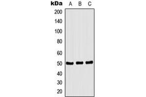 Western blot analysis of CSK (pS364) expression in HEK293T PMA-treated (A), NIH3T3 PMA-treated (B), H9C2 PMA-treated (C) whole cell lysates. (CSK antibody  (C-Term, pSer364))