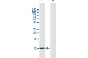 Western Blot analysis of SLURP1 expression in transfected 293T cell line by SLURP1 MaxPab polyclonal antibody. (SLURP1 antibody  (AA 1-103))