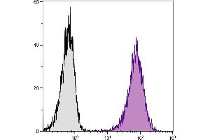 DBA/2 mouse mastocytoma cell line P815 and mB7. (CD80 antibody  (APC))