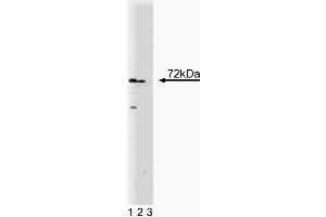 Western blot analysis of SNX2 on a human endothelial cell lysate.