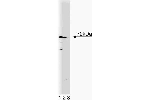 Sorting Nexin 2 anticorps  (AA 15-137)