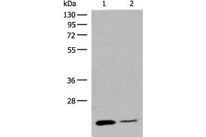 RAC3 antibody