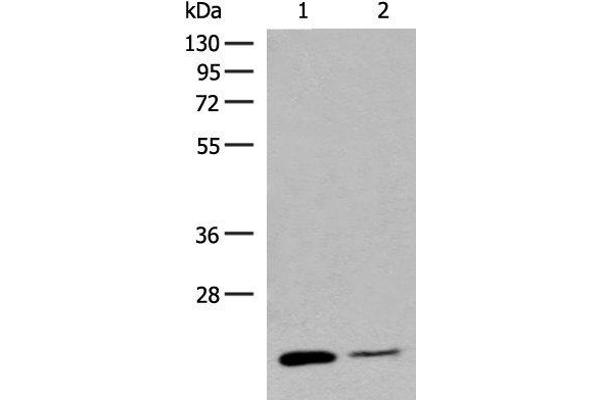 RAC3 antibody