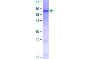 LRRC14 Protein (AA 1-493) (GST tag)