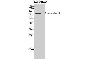 Neuregulin 3 antibody  (Internal Region)