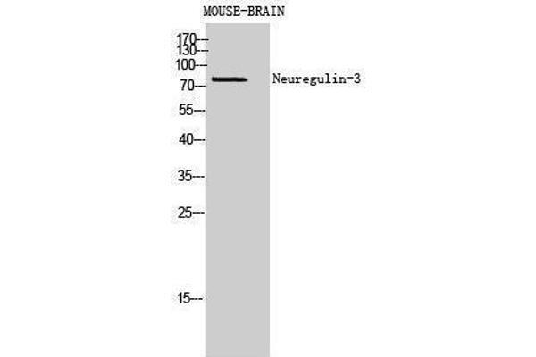 Neuregulin 3 antibody  (Internal Region)