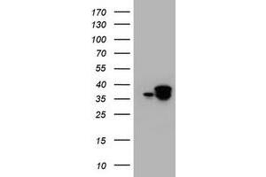 Image no. 1 for anti-Jun Proto-Oncogene (JUN) antibody (ABIN1498943) (C-JUN antibody)