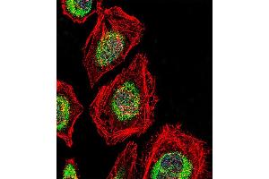 Fluorescent confocal image of Hela cell stained with NRK Antibody . (NRK antibody  (AA 721-750))