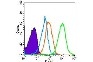 Image no. 5 for anti-KIT Ligand (KITLG) (AA 151-250) antibody (ABIN669936)