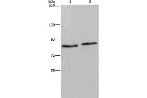 Western Blot analysis of 293T and K562 cell using ITGB2 Polyclonal Antibody at dilution of 1:600 (Integrin beta 2 antibody)