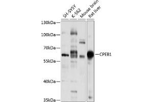 Western blot analysis of extracts of various cell lines, using CPEB1 antibody (ABIN6127656, ABIN6138945, ABIN6138946 and ABIN6221617) at 1:1000 dilution. (CPEB1 antibody  (AA 282-561))