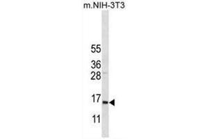COX7A2L Antibody (Center) western blot analysis in mouse NIH-3T3 cell line lysates (35µg/lane). (COX7A2L antibody  (Middle Region))