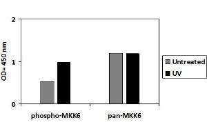 A431 cells were untreated or treated with 100 ng/ml recombinant human EGF for 10 min. (EGFR ELISA Kit)