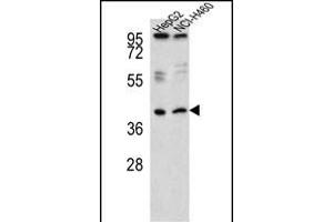 Western blot analysis of RSAD1 Antibody (C-term) (ABIN651455 and ABIN2840249) in HepG2,NCI- cell line lysates (35 μg/lane).
