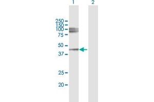 Western Blot analysis of LUM expression in transfected 293T cell line by LUM MaxPab polyclonal antibody.