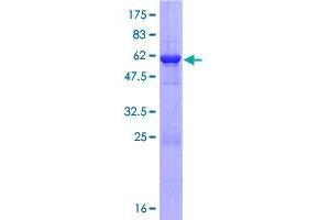 GLOD4 Protein (AA 1-298) (GST tag)