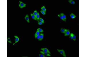 Immunofluorescence staining of HepG2 cells with ABIN7156425 at 1:200, counter-stained with DAPI. (Integrin alpha 1 antibody  (AA 242-524))