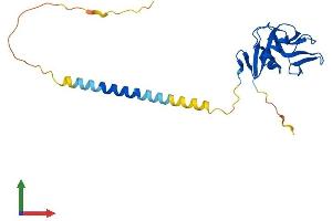 Protein Structure (PS) image for Killer Cell Lectin-Like Receptor Subfamily B, Member 1 (KLRB1) (AA 1-225) protein (His tag) (ABIN7548867)