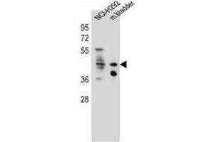 Western blot analysis of Ghrelin receptor / GHSR Antibody (C-term) in NCI-H292 cell line and mouse bladder tissue lysates (35ug/lane). (GHSR antibody  (C-Term))