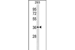 SMN1 Antibody (C-term) (ABIN1536965 and ABIN2850083) western blot analysis in 293 cell line lysates (35 μg/lane). (SMN1 antibody  (C-Term))