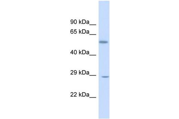 KLF9 antibody  (N-Term)