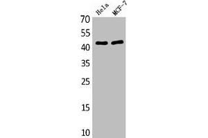 Western Blot analysis of various cells using Antibody diluted at 1:1000. (MEK1 antibody  (AA 330-410))