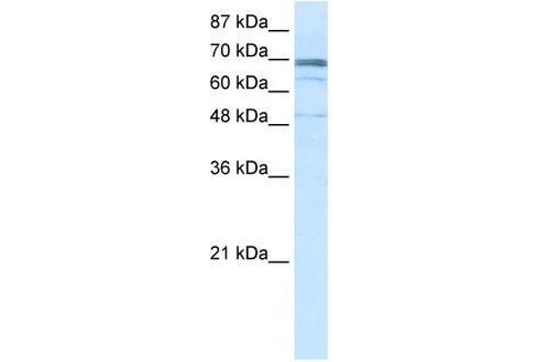 ZNF614 antibody  (N-Term)