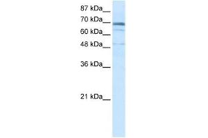 ZNF614 antibody used at 2. (ZNF614 antibody  (N-Term))