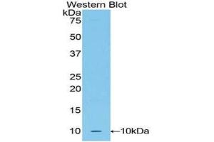 Western Blotting (WB) image for anti-Urocortin 2 (UCN2) (AA 23-107) antibody (ABIN1860900) (Urocortin 2 antibody  (AA 23-107))