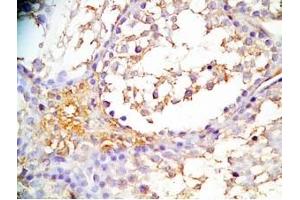 Mouse testis tissue was stained by Rabbit Anti-INSL6 C Peptide (Human) Antibody (INSL6 antibody  (Preproprotein))