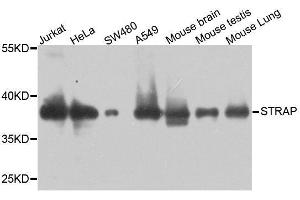 Western blot analysis of extracts of various cell lines, using STRAP antibody.