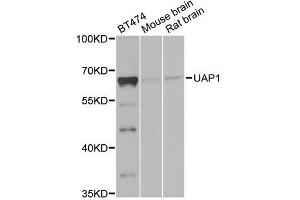 Western blot analysis of extracts of various cell lines, using UAP1 antibody (ABIN5971146) at 1/1000 dilution. (UAP1 antibody)