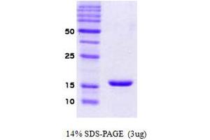 SDS-PAGE (SDS) image for Synuclein, alpha (SNCA) protein (ABIN666673)