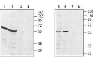 Western blot analysis of rat heart (lanes 1 and 3), rat kidney (lanes 2 and 4), human Jurkat  acute T cell leukemia (lanes 5 and 7) and mouse WEHI  B cell lymphoma (lanes 6 and 8) lysates: - 1,2,5,6. (S1PR3 antibody  (Extracellular, N-Term))