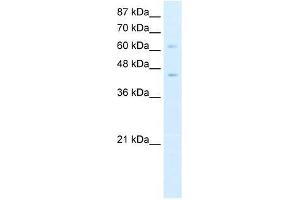 ZBTB3 antibody used at 0. (ZBTB3 antibody  (N-Term))